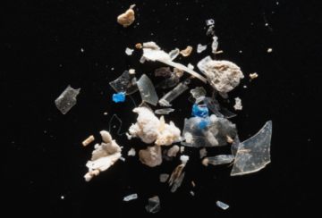 Microplastics: The Hidden Hazard