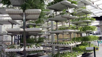 Water Demand for Vertical Farming –  Advantages and Challenges